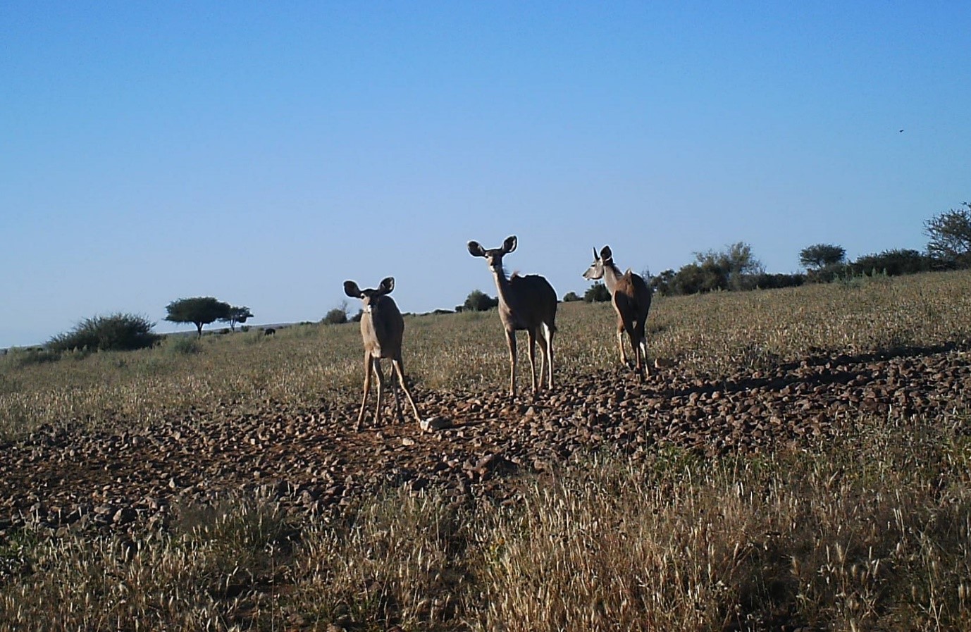 Kudu