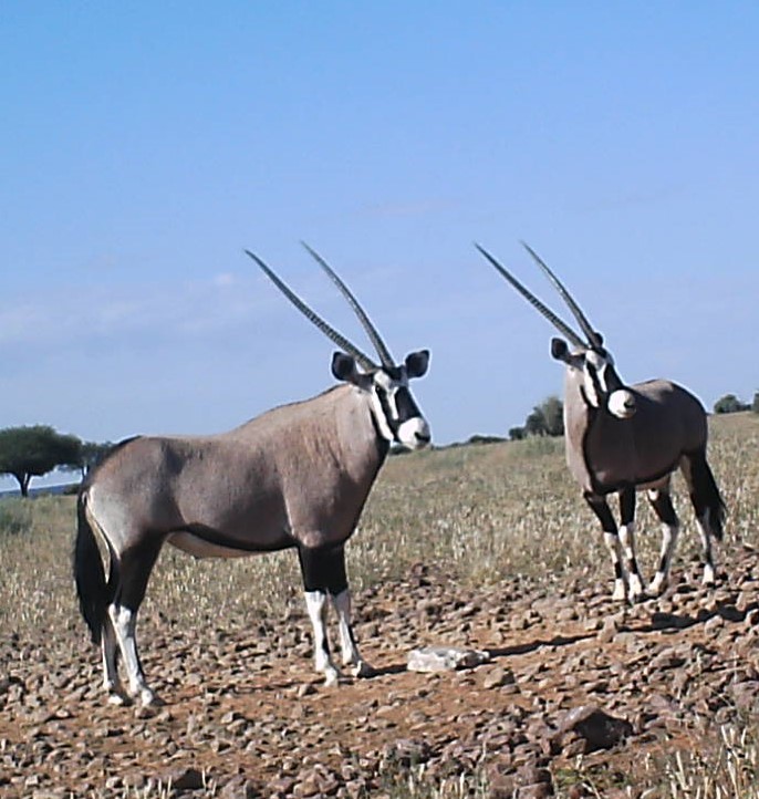 Oryx