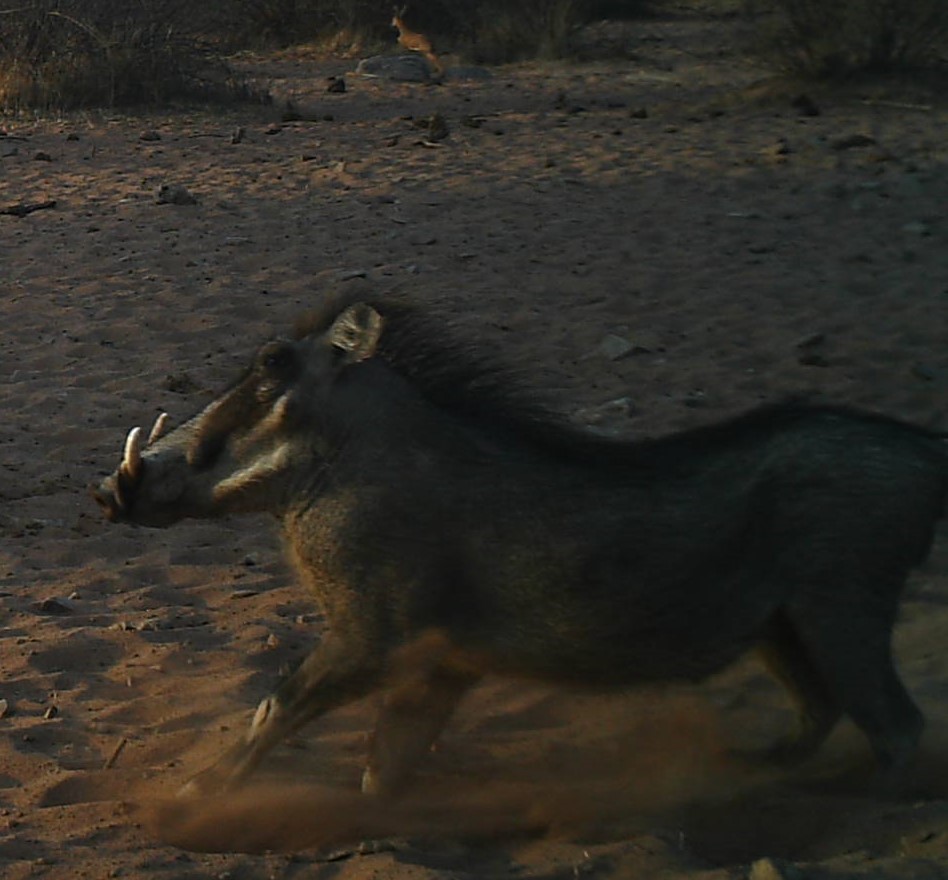 Warthog